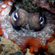 Imagen para el artículo titulado Descubren que las hembras de pulpo arrojan piedras y otros objetos a los machos para mantenerlos a raya